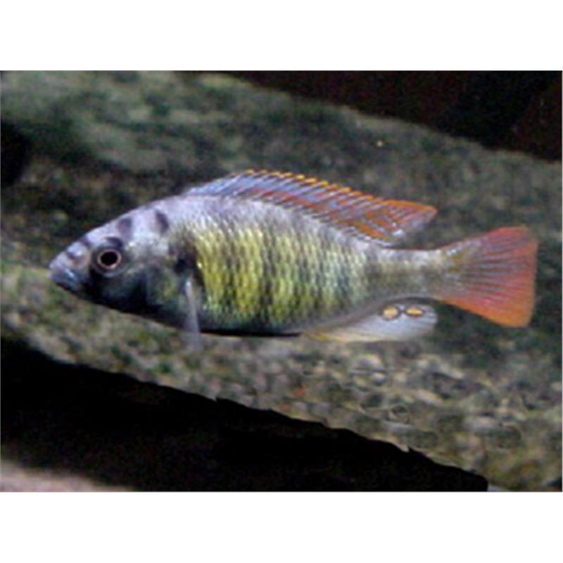 Haplochromis obliquidens - imagine 4